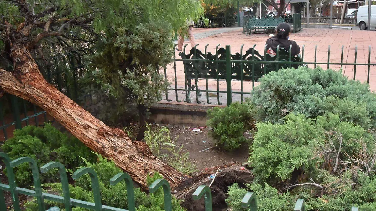 Afecta-lluvia-al-menos-a-tres-árboles (3)