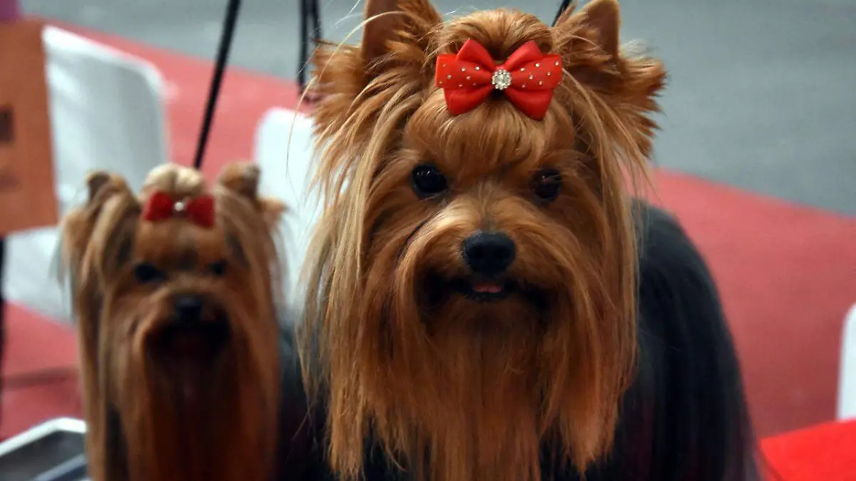 exposición-nacional-canina  (3)