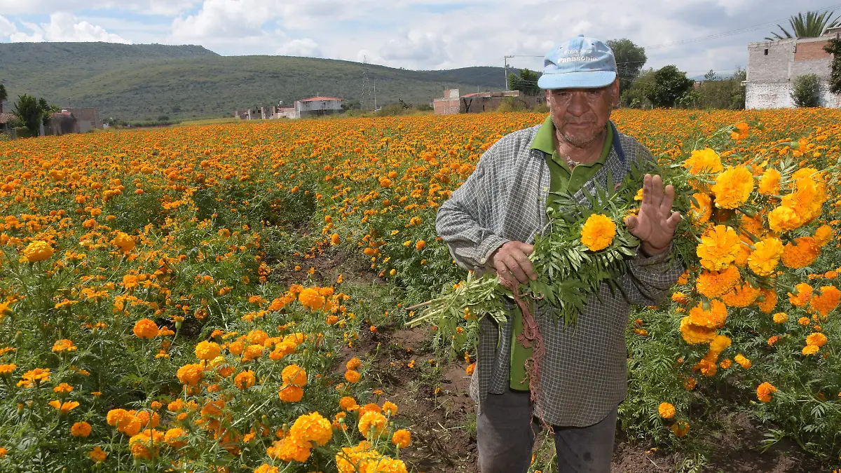 Comienza-corte-de-flor-de-cempasúchil (4)