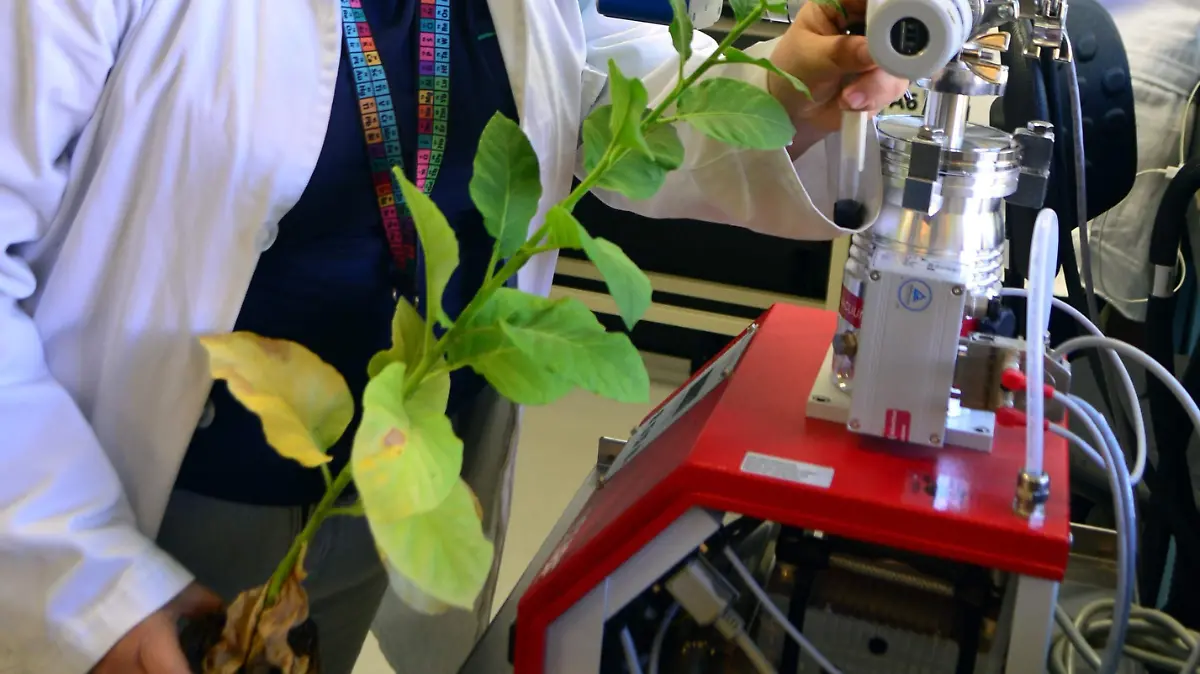 Debe-ser-Guanajuato-okokok 