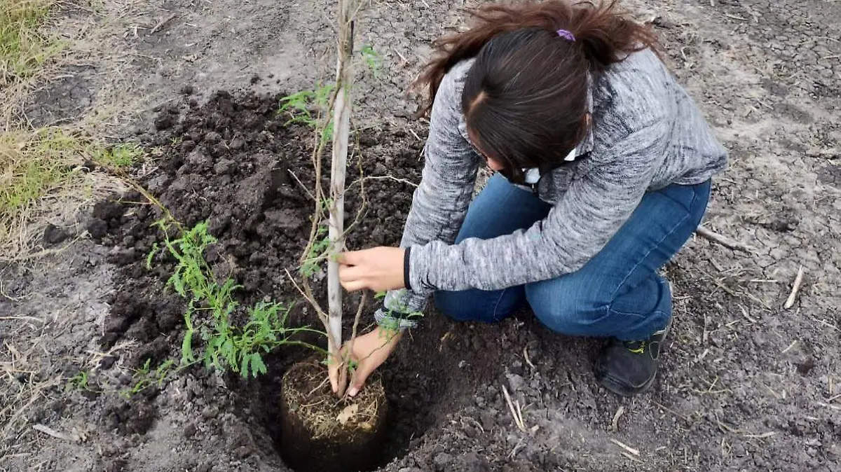 ARBORIZACIÓN CON MEZQUITES- JESÚS GUTIERREZ- EL SOL DE IRAPUATO (1)