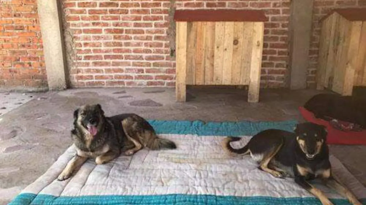 ADOPCIÓN OK