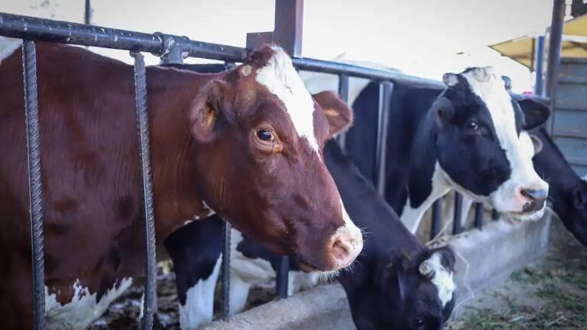 Facturan-más-de-6-mil-mdp-productores-lecheros-de- Guanajuato