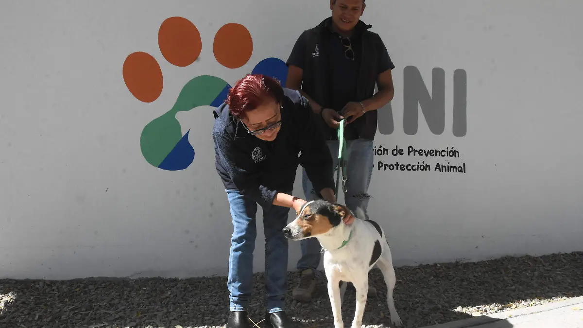 Optuvo cani 70 adopciones en este 2024