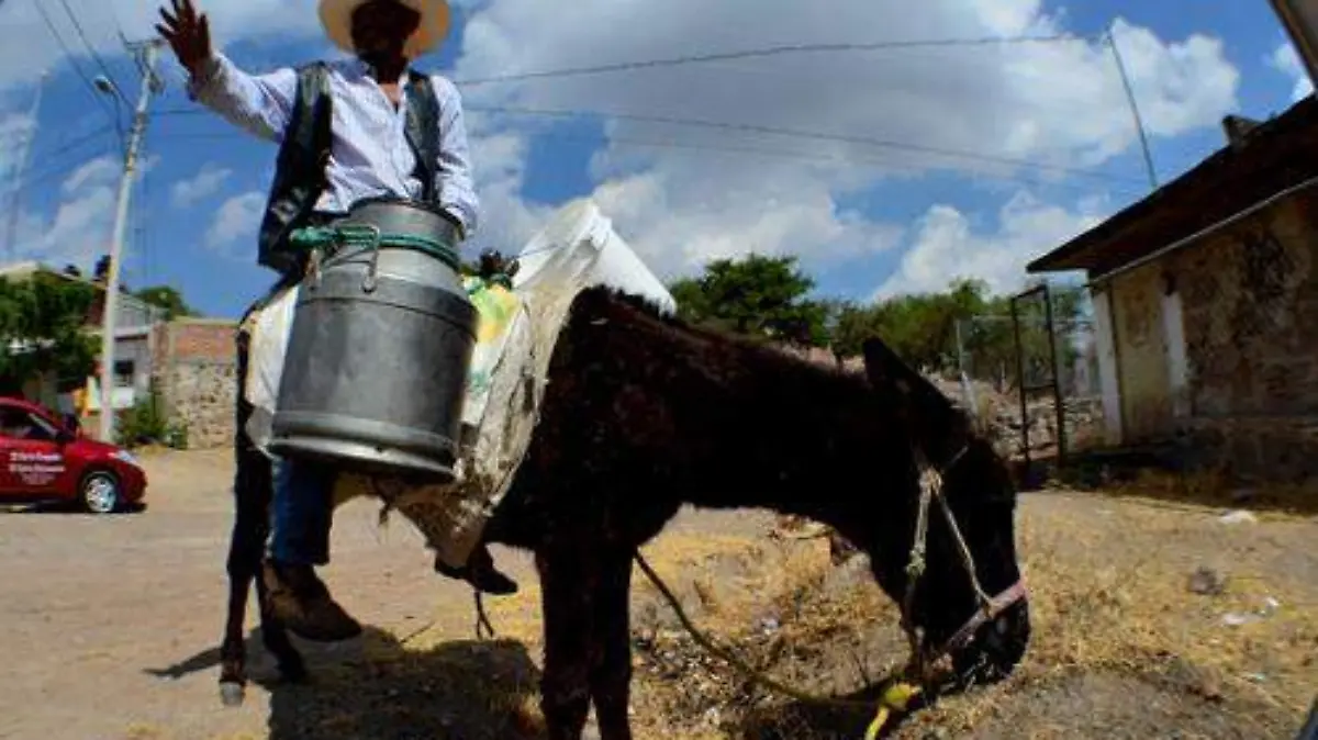 FOTO 1 QUESOS DE CABRA