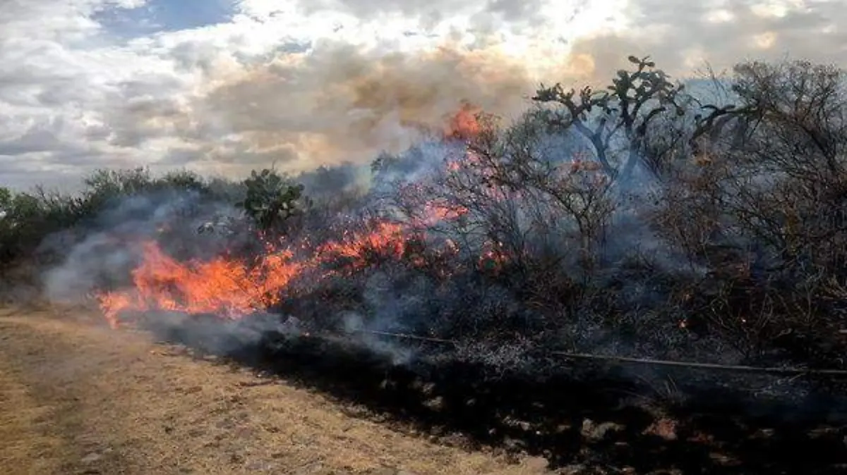 GUANAJUATO-10 HECTAREAS SINIESTRADAS TRAS INCENDIO (4)
