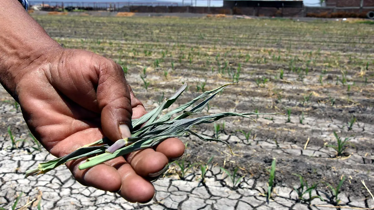 Pestalotia-gusano-okokok 
