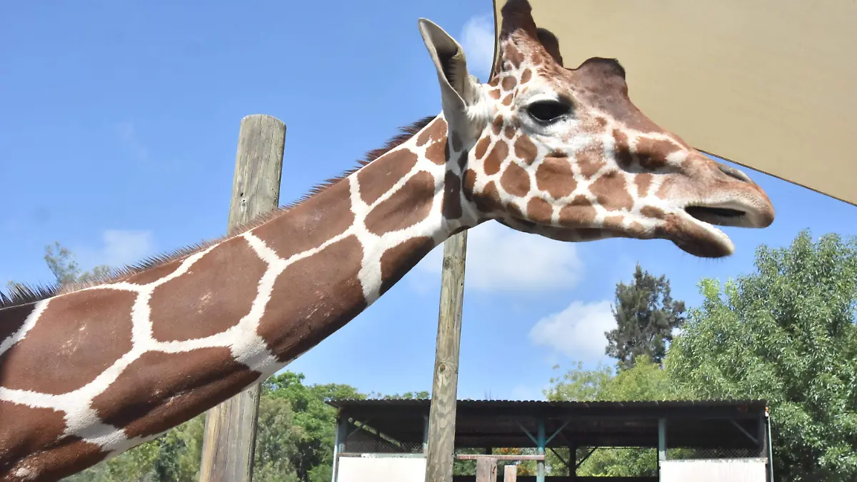 Zoológico
