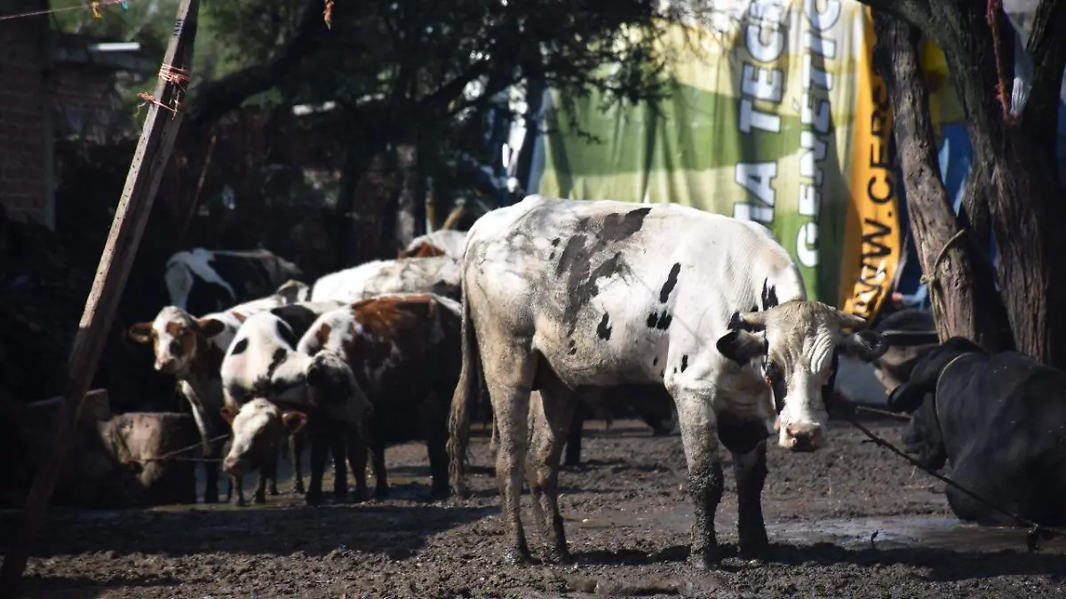Robo-de-ganado-va-alalza (1)