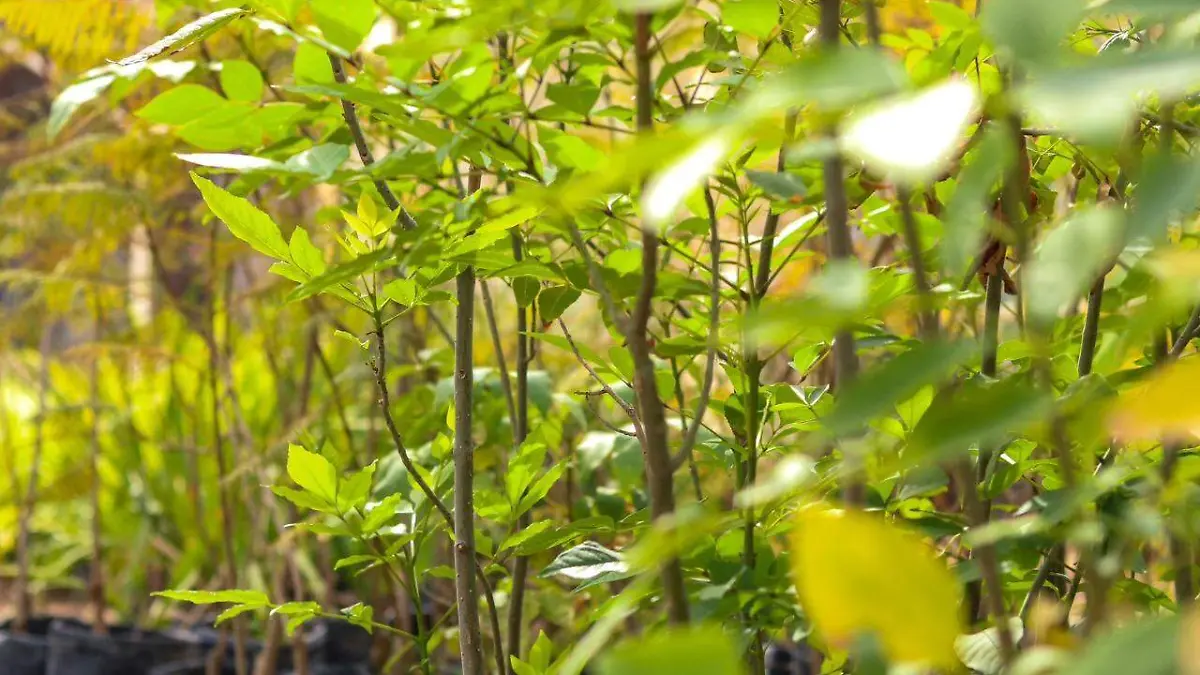 ARBOLES ENDEMICOS (3)