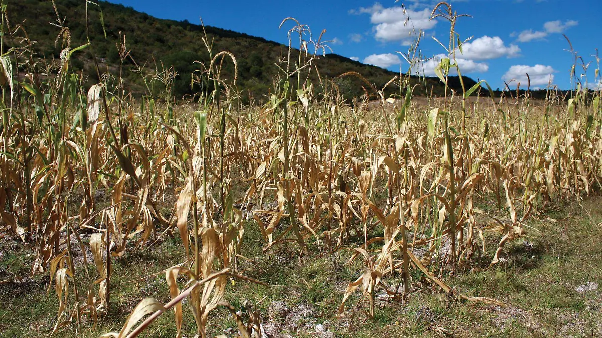 SEGURO CATASTRÓFICO (2)