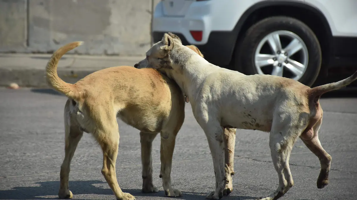 Perros-de-la-calle