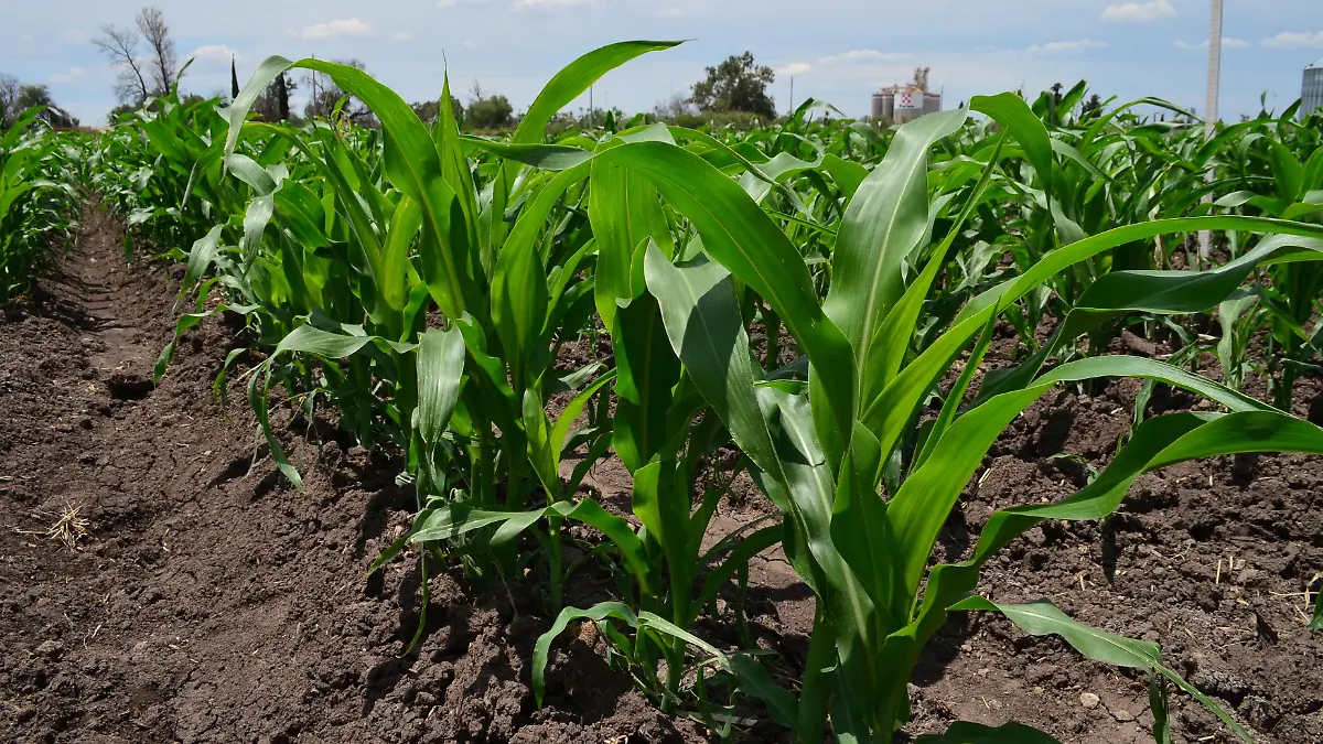 CAMPO (2)
