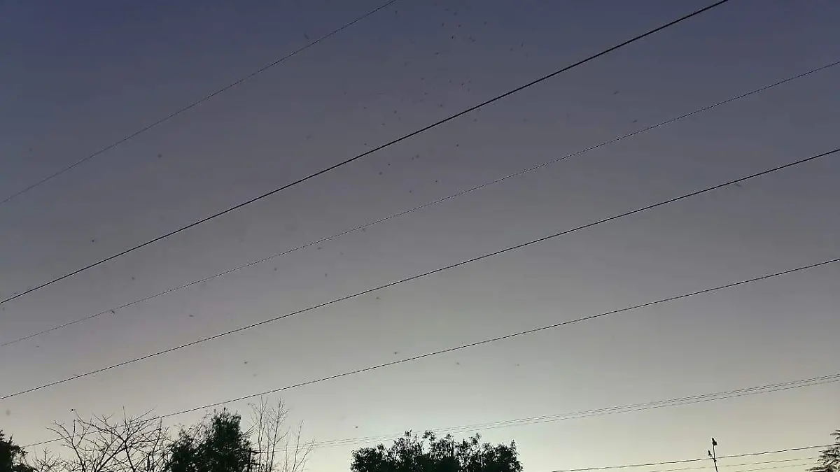 SIGUE COLONIAS CON PROBLEMAS DE MOSQUITOS 2