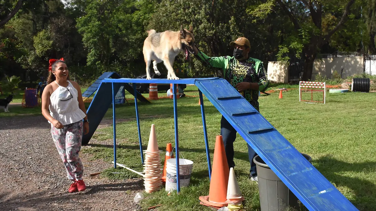 Es-fundamental-que-caninos