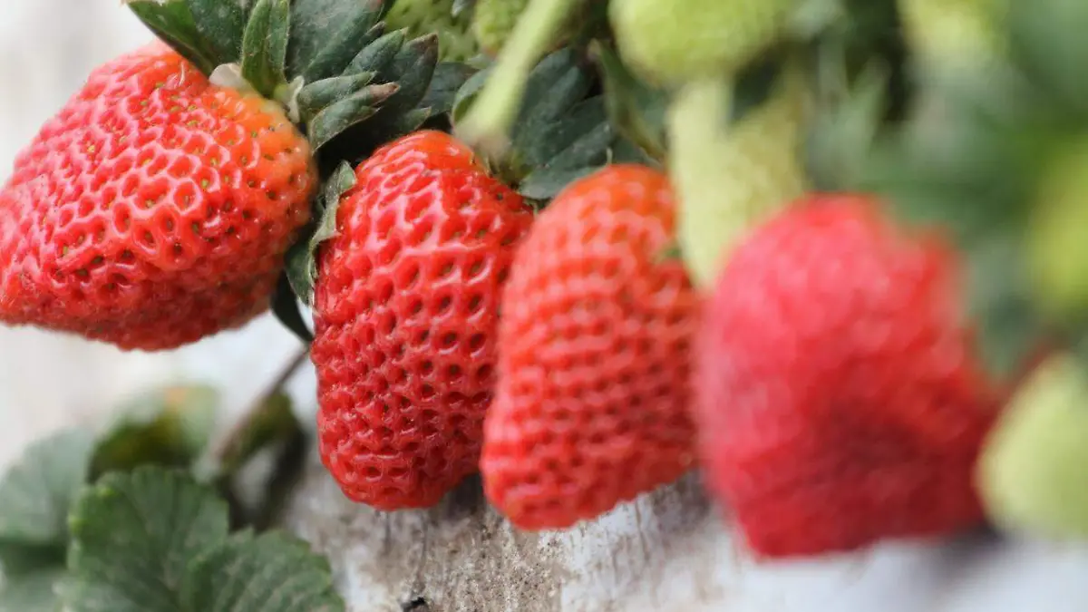 MERCADO DE LA FRESA (2)