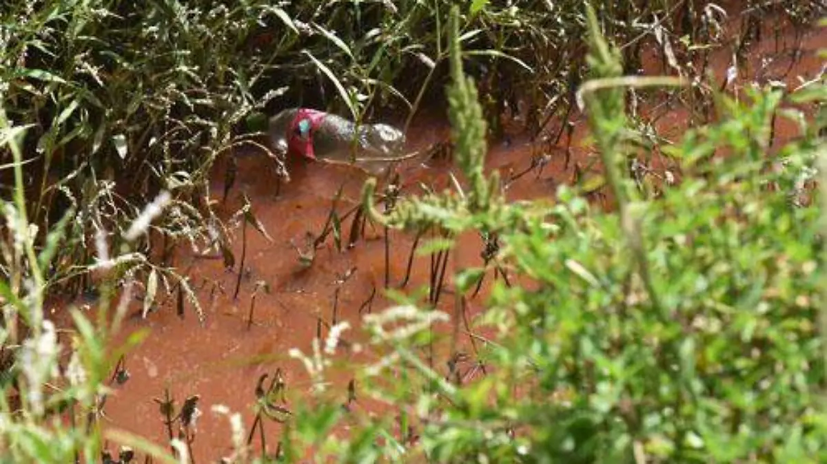 contaminacion de comunidad (1) OK