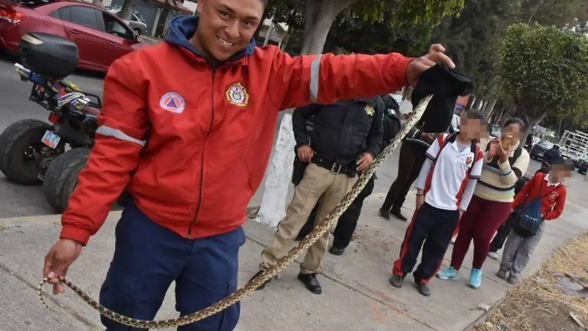 reptiles