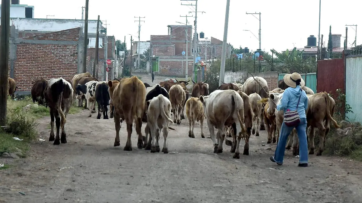 FALTA DE AGUA PARA EL GANADO (1)