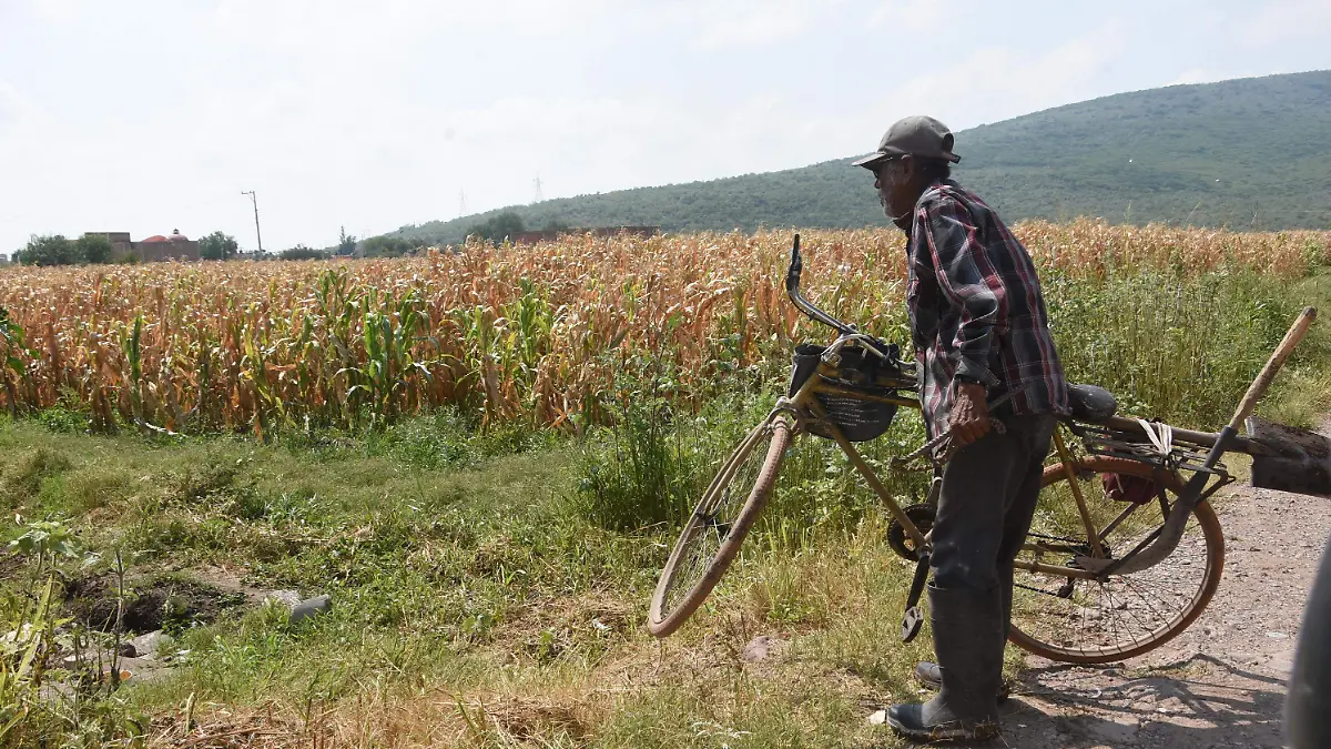 Pestalotia-gusano-1-okokok 