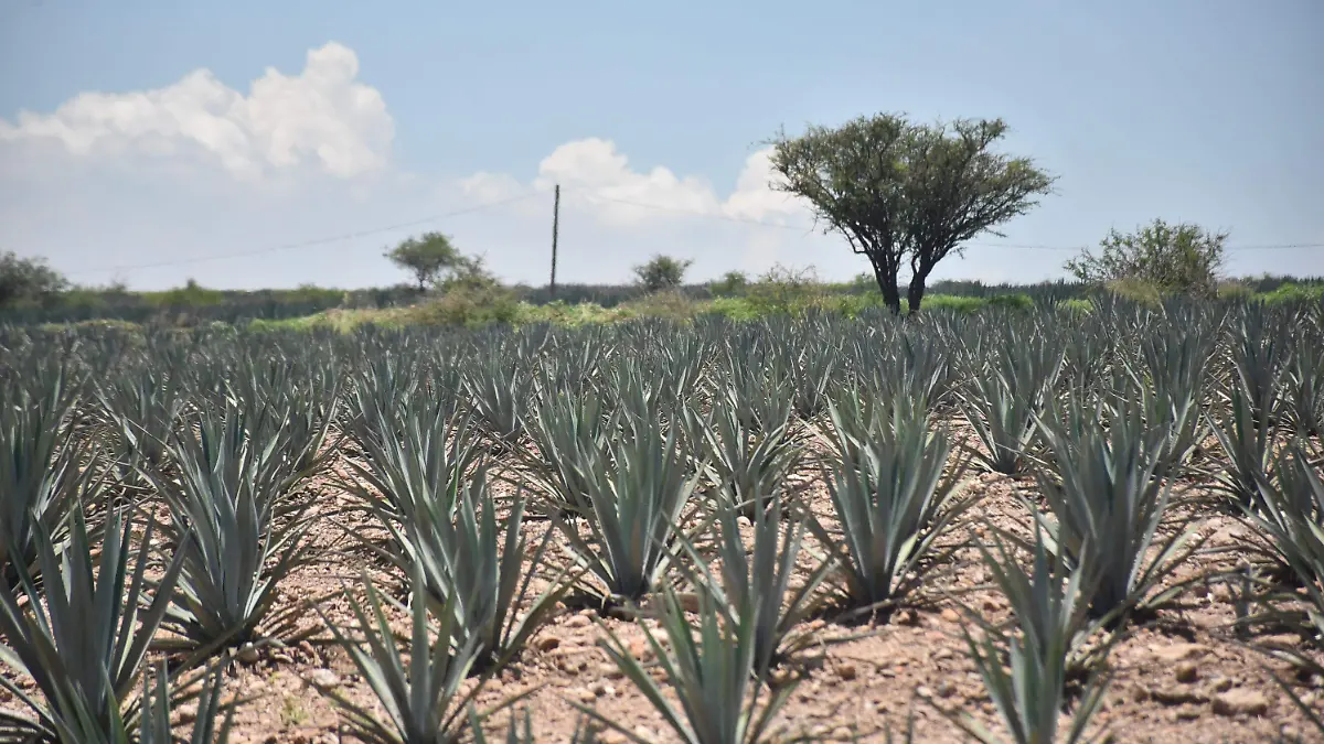 Agave-plagas (2)