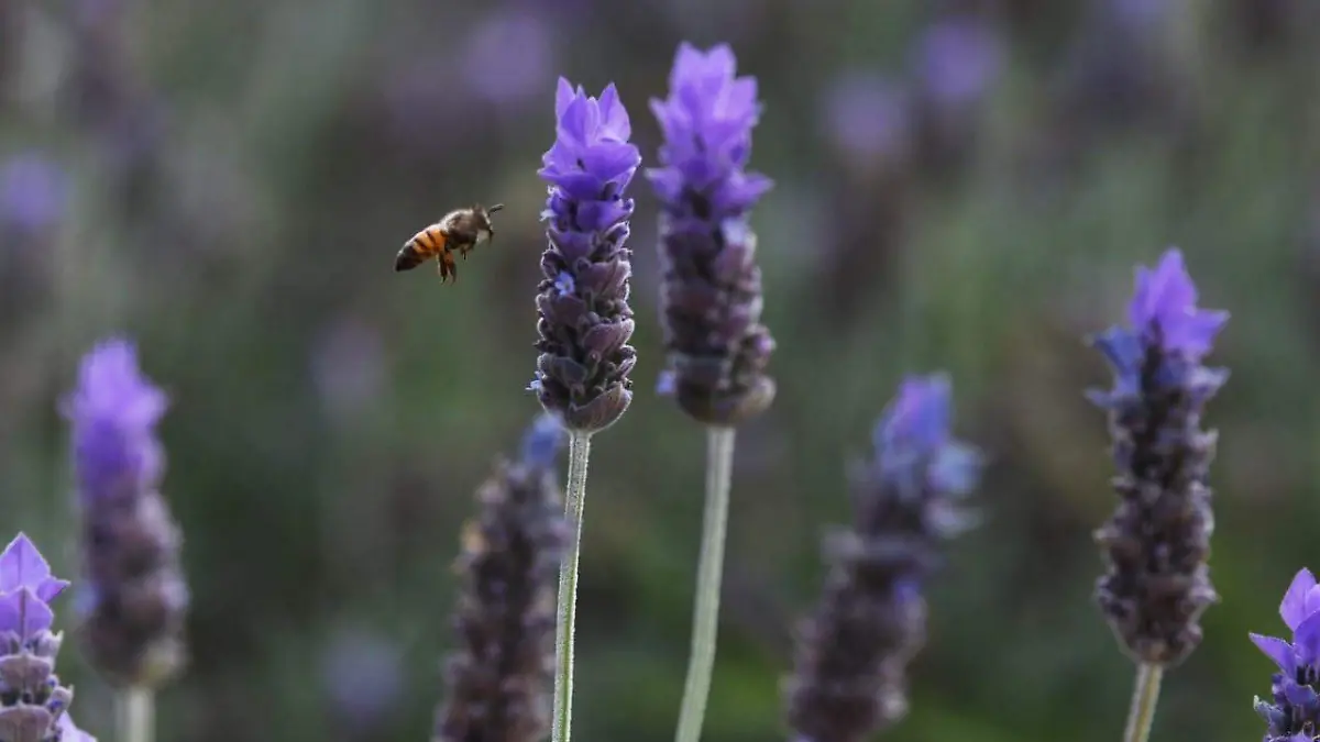 5451a40f-a3aa-4819-a4f0-cf41f0e8e502