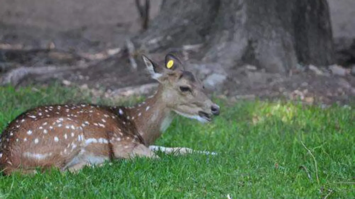 ANIMALES ZOOLOGICO OK