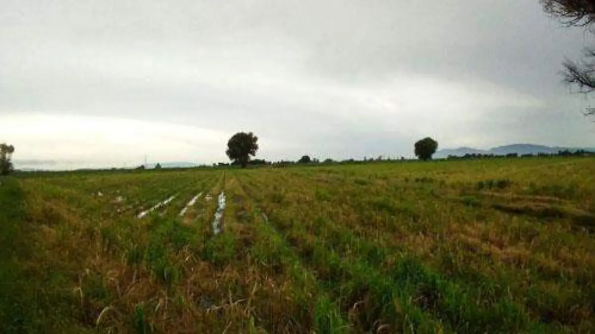 LLUVIAS EN CAMPO OK