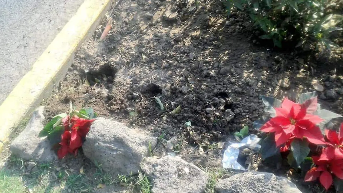 NOCHEBUENAS ROBADAS (2)