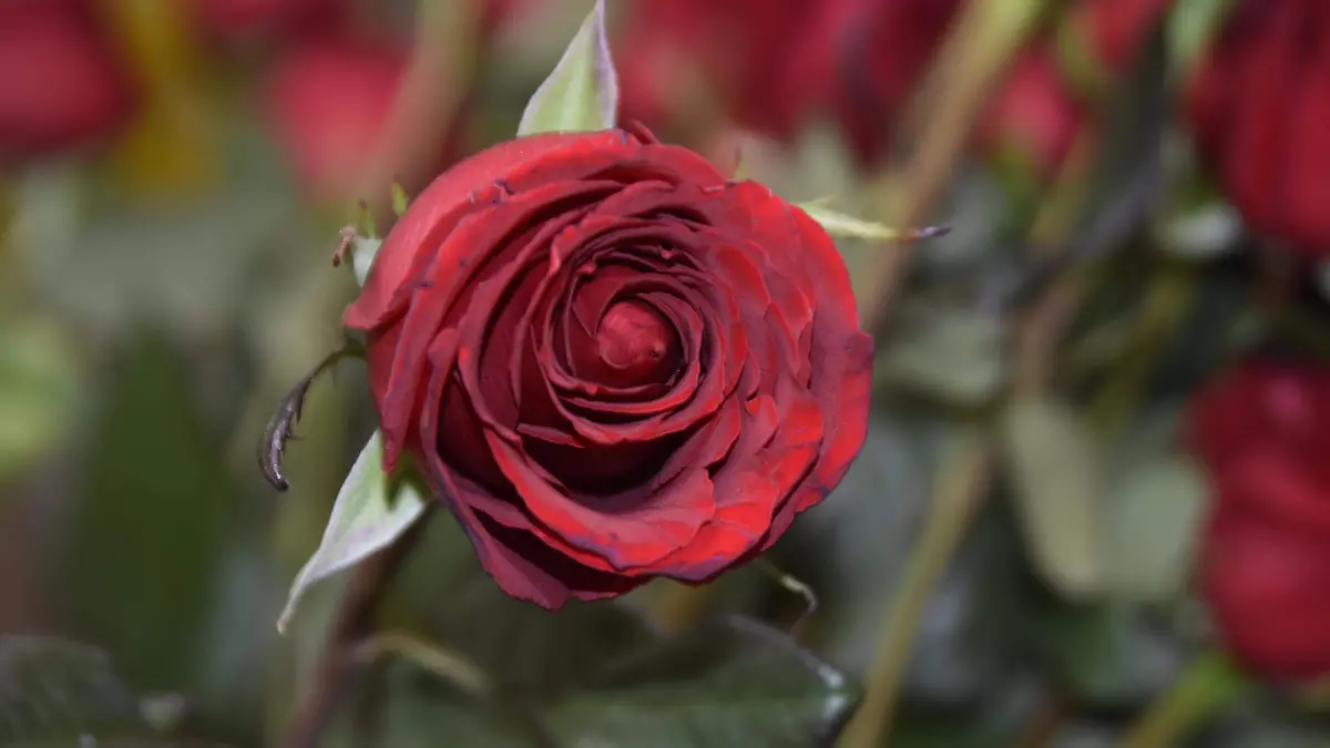 PARA ESTE 14 DE FEB. (1)