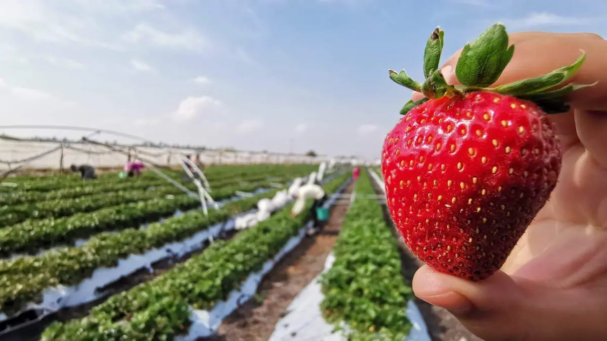 PRODUCCION DE FRESA (4)