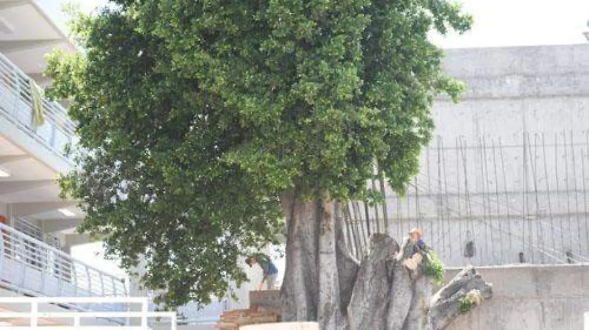 ARBOL TALADO OK
