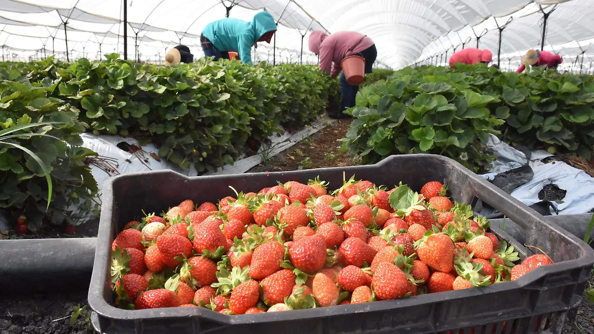 cultivo de fresa (15)