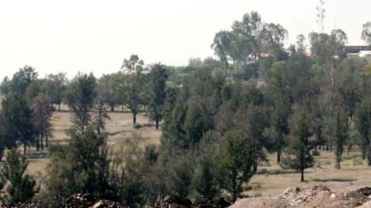 reforestar (1)