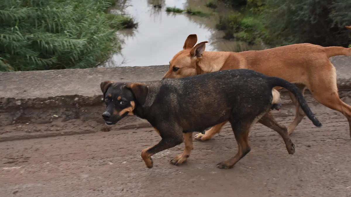 MASCOTAS