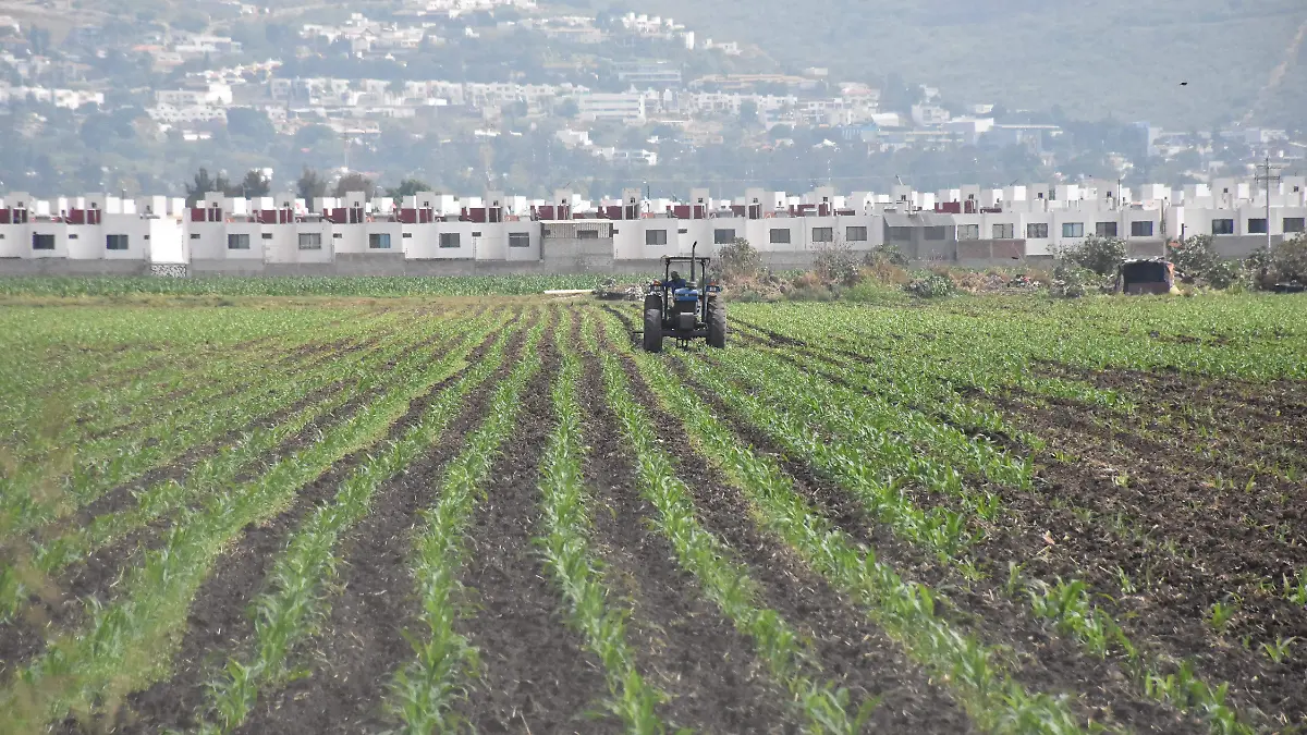 Hay-posibilidad-de-cultivos-de-temporal (1)