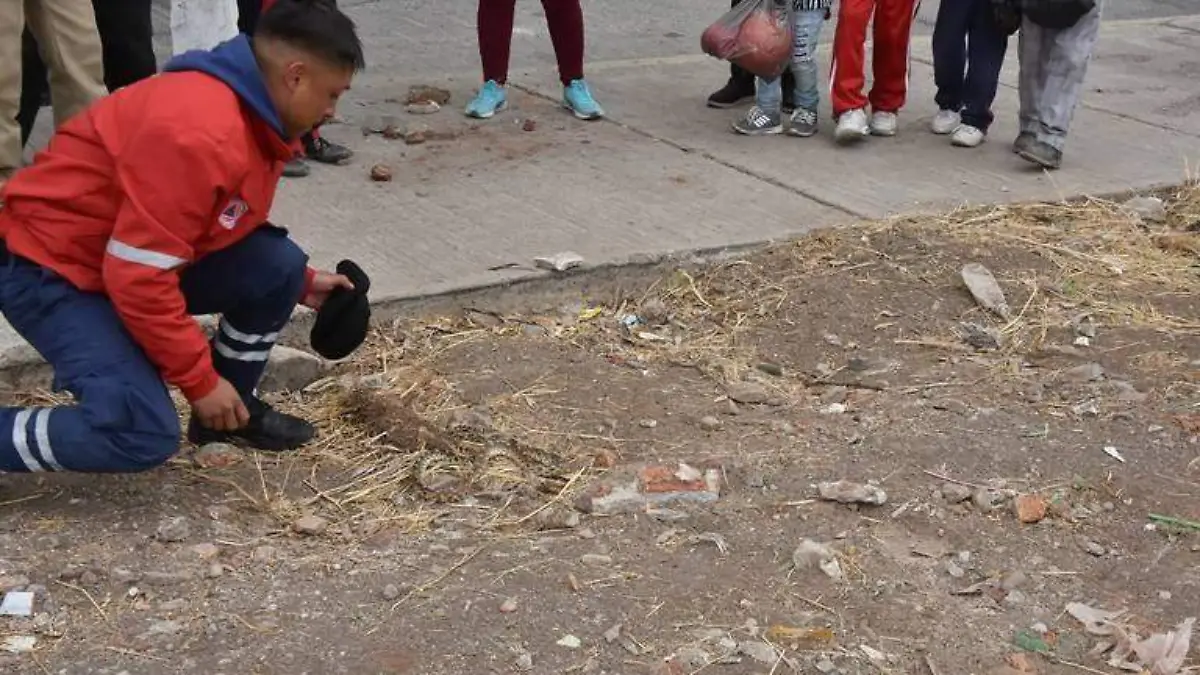 Reptiles-dejan-su-hábitat