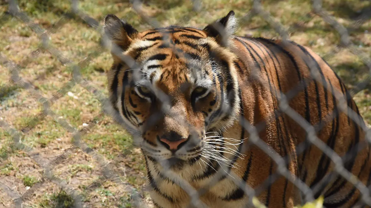 Comprarán-pareja-de-tigres-siberianos (2)