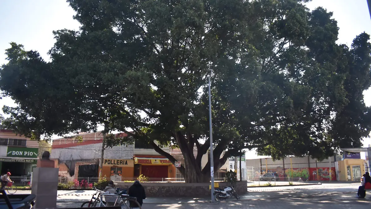 Arbol dela Av. Gunaguato (1)