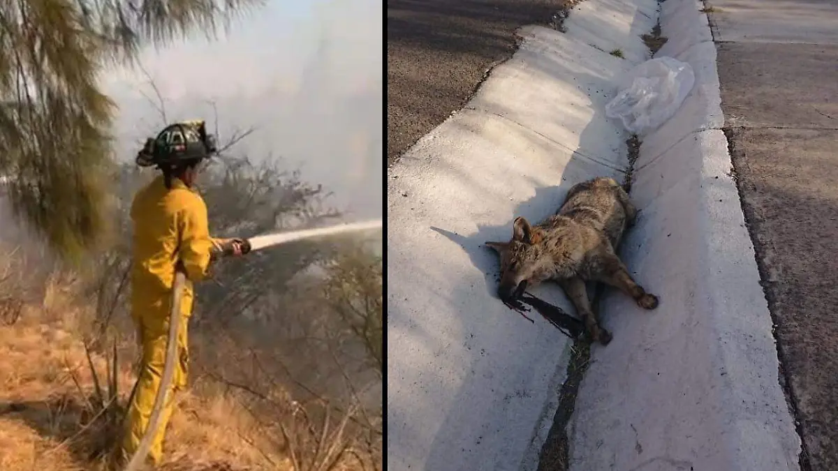 Atropellan a animales que huyen de incendios 