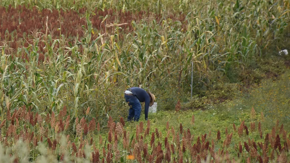 campo (1)