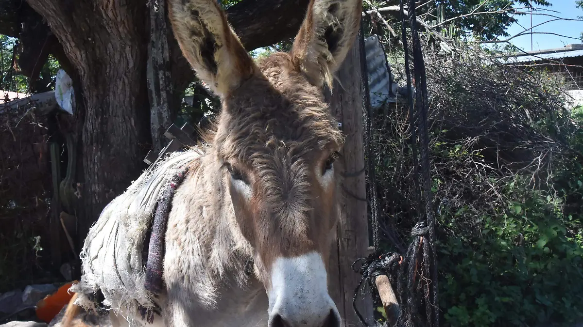 BURRO-PELIGRO-DE-EXTINCION (3)
