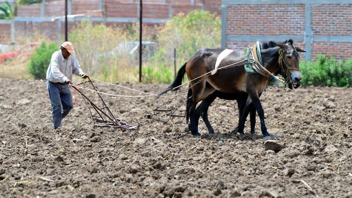 CAMPO (3)