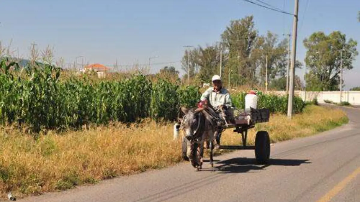 CAMPO