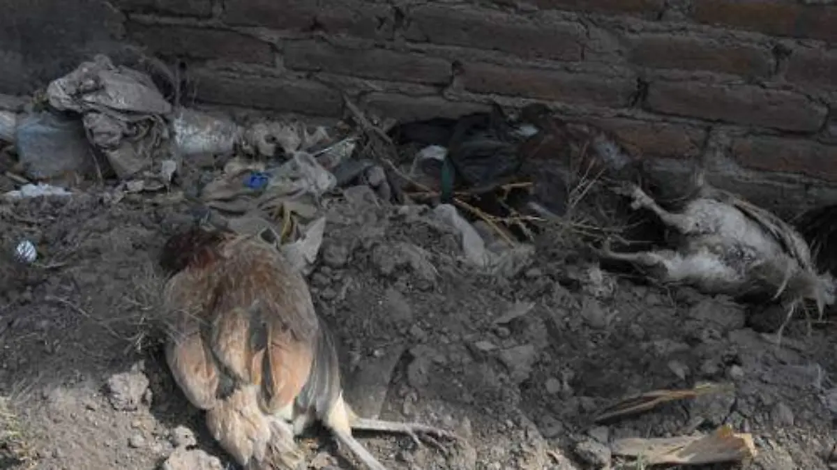 calle y canal contaminado (2)