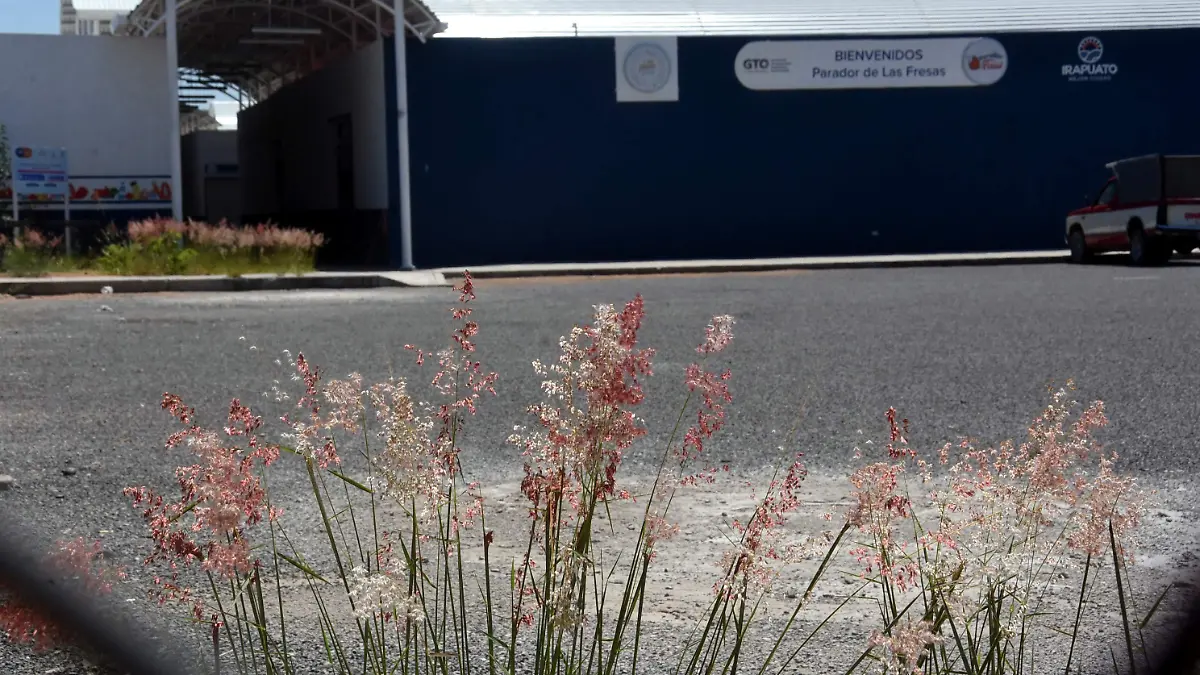 MERCADO DE LA FRESA .l J. GUTIERREZ l R. SANCHEZ.- EL SOL DE IRAPUATO (3)