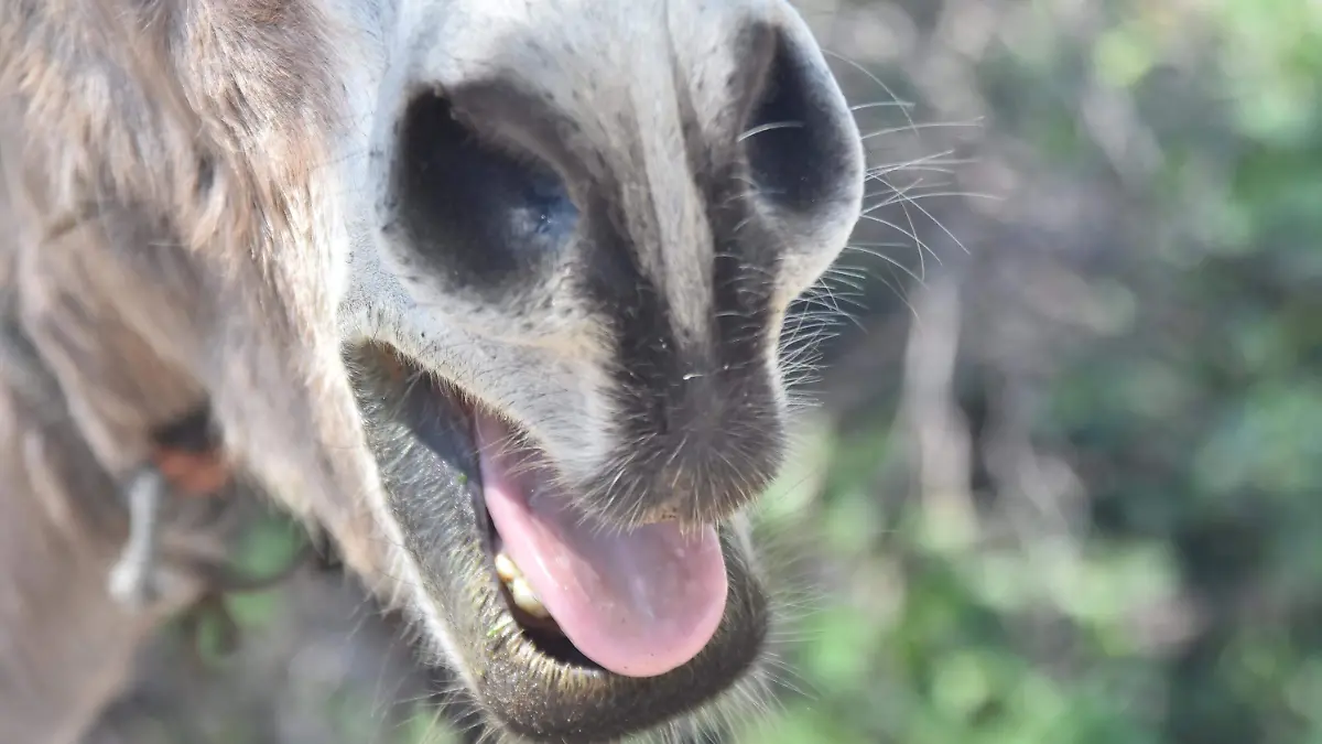 BURRO-PELIGRO-DE-EXTINCION (4)