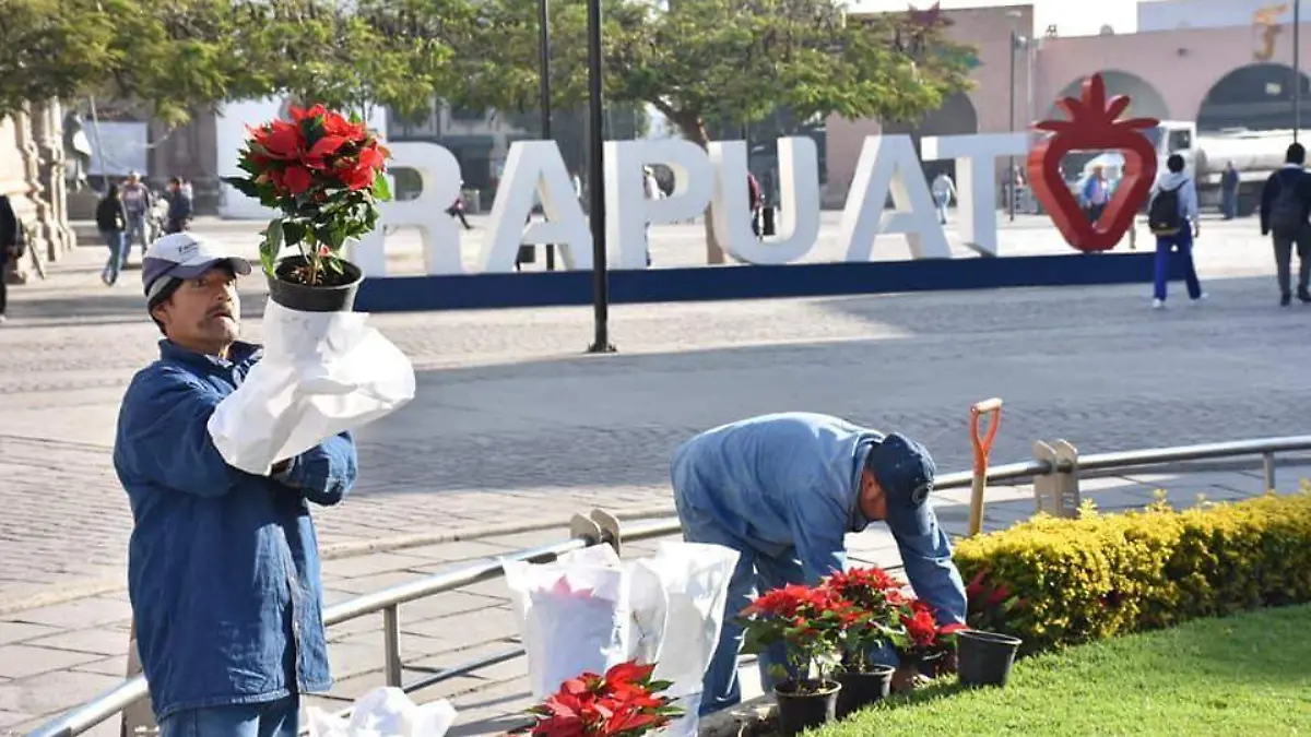 NOCHEBUENAS ROBADAS (3)