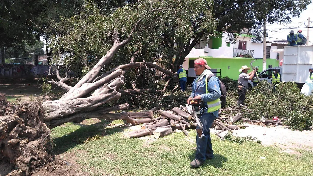 Cortan-arboles-y-ramas  (1)