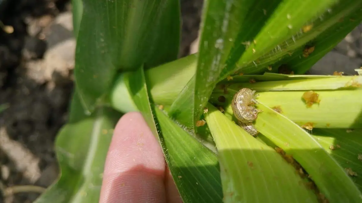 cultivos-libres-de-plagas  (2)